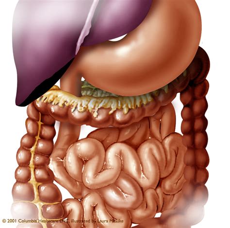 The pancreas is an elongated organ that sits deep in the abdomen . Picture Of Organs That Sit Upder Left Rib Cage / Fractura ...