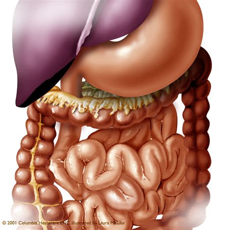 Two of the most notable organs behind the left side of the rib cage are the left lung and the spleen. Picture Of Organs That Sit Upder Left Rib Cage / Fractura ...