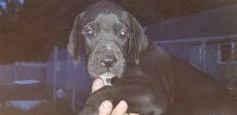 Professional and hobby dog breeders can advertise their puppies for sale online on our free classifeds website. Great Dane Puppies For Sale | Arlington, VA #287796