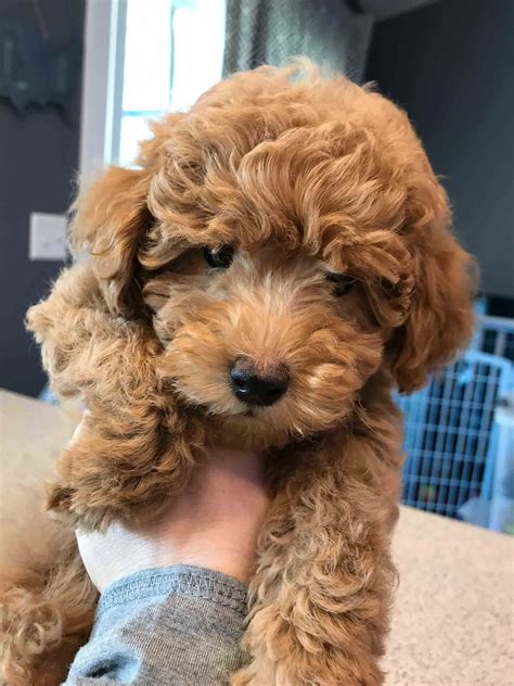 The breed is highly popular not only because they have an excellent temperament, but because they typically shed very little, if at all, making them good for people who have allergies. Goldendoodle Puppies For Sale In Michigan