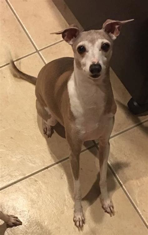 Advise them of your lost pet and make sure your name, address, and phone number are up to date. Lost, Missing Dog - Italian Greyhound - Myakka City, FL ...