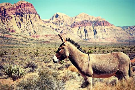 Brown is a composite color; Pin on Horses Galore 1