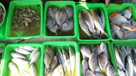 Terdapat beranekaragam hewan di laut, tetapi ada banyak spesies laut yang masih belum diketahui keberadaannya dan jumlah spesies yang telah. Harga Ikan Ayam Ayaman Per Kg - Blog Spots