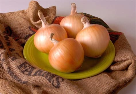 We usually plant a mix we prefer planting onion sets over starting them from seeds, simply because the sets establish quickly and are easier to plant. Yellow Onion Seeds,Organic Texas Early Grano 502 PRR Onion ...