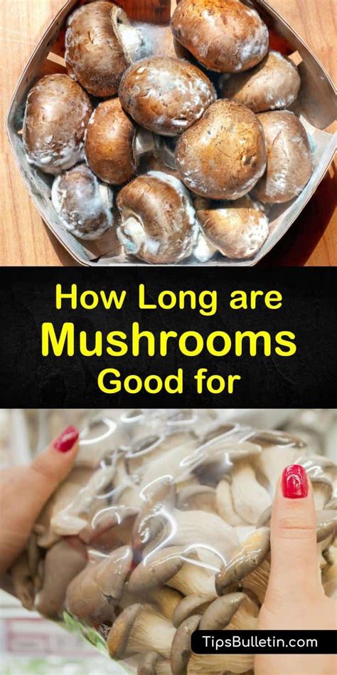 How long do cooked mushrooms last in the fridge or freezer? How Long are Mushrooms Good for | Stuffed mushrooms, How ...