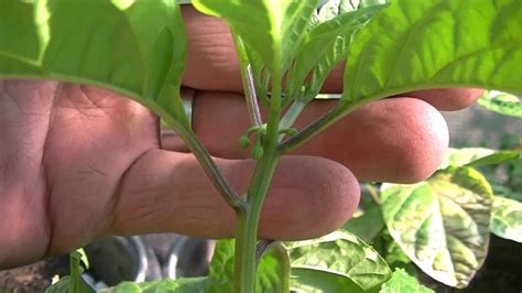 Maybe you would like to learn more about one of these? Chilis im Garten anbauen, Carolina Reaper Update 8. Mai ...