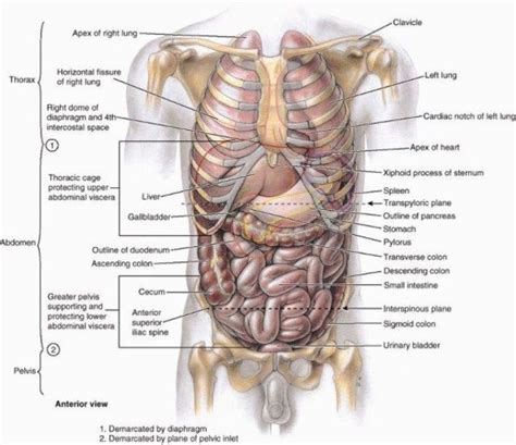 Causes of pain under left rib cage with treatment 13 common causes of pain under left rib cage. Human Anatomy Organs Left Side Human Anatomy Organs Left ...