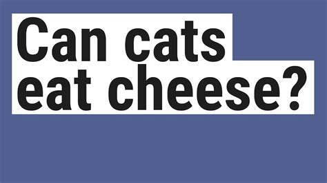 As many cats do really like cheese, some owners have been able to use cheese to help their furry friends take medicine. Can cats eat cheese? - YouTube