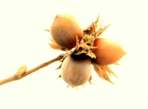 Februar auf schloss moritzburg bei dresden zu sehen. 3 Nüsse für Aschenbrödel Foto & Bild | pflanzen, pilze ...