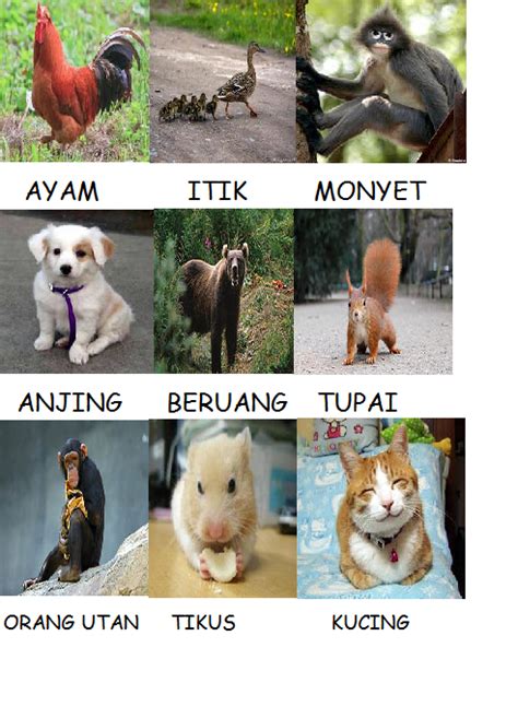 • kucing menangkap mangsanya dengan menggunakan kukunya yang tajam. SAINS TAHUN 2 (HAIWAN): OMNIVOR