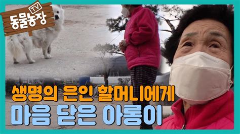 Check spelling or type a new query. '생명의 은인' 할머니에게 마음을 열지 못하는 아롱이! I TV동물농장 (Animal Farm) | SBS Story - YouTube