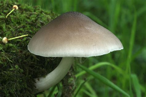 Thinking of crafting your own mushroom garden? Pluteus salicinus, Argyll, Scotland. in 2020 | Stuffed ...