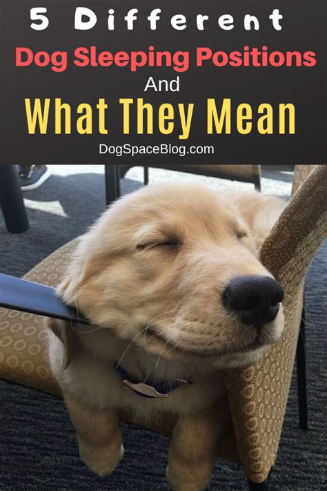 A cat's sleeping position says a lot 5 Different Dog Sleeping Positions And What They Mean ...