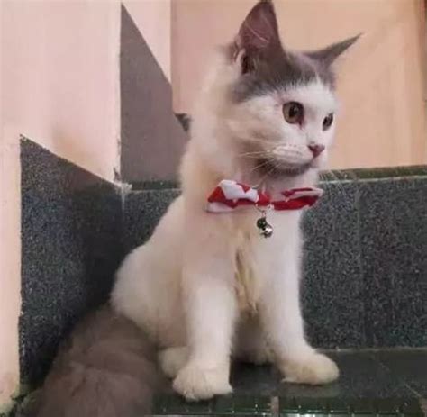Check spelling or type a new query. √ 10 Gambar Kucing Persia Lucu Yang Imut dan Comel