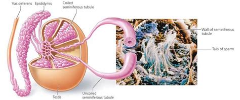 Produced by the sinclair intimacy institute. FIGURE 17.2. The internal structure of the testis and ...