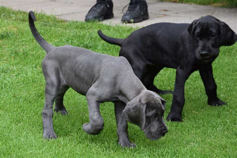 We have a long history of breeding. 3 Best Great Dane Breeders in the USA - DogBlend