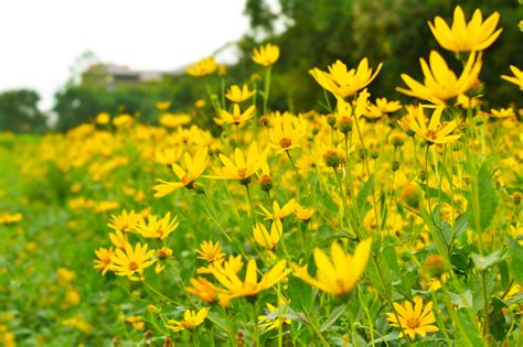 Die schmackhafte und kalorienarme knolle kann problemlos im garten angebaut werden. Topinambur » Diese Sorten sind am verbreitesten