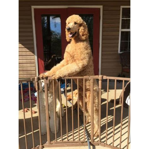 Click here to be notified when new poodle standard puppies are listed. 8 AKC Standard Poodle puppies in Dothan, Alabama - Puppies ...