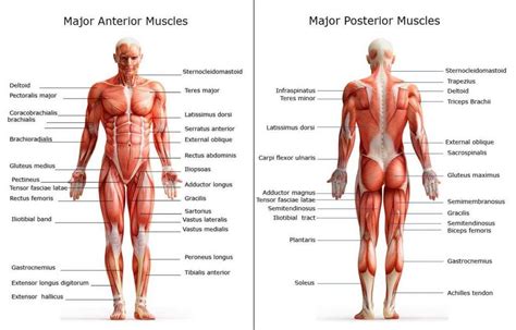 Related posts of body muscles with names. Active Body by Pui Ching Leung | Muscle body, Human body ...