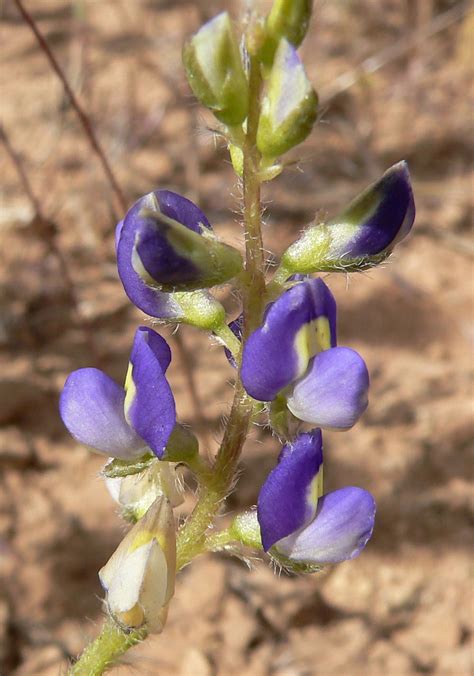 Aphids are common in spring,﻿﻿ as are slugs and snails. Lupinus flavoculatus - Wikipedia