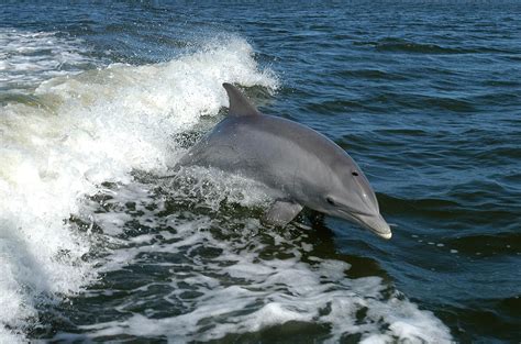 Free picture: bottlenose, dolphin