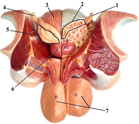 Male anatomy 001 zbrush ( 5 subdivision levels in ztl file ). Male Anatomy Model Labeled - Untitled Document / Click on ...