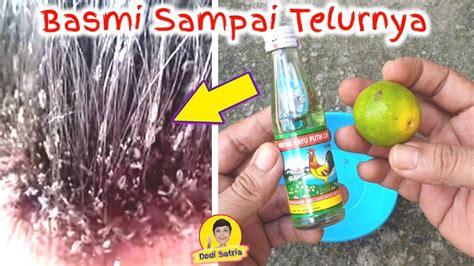 Check spelling or type a new query. Basmi Kutu Rambut ! Sampai Ke Telurnya Musnah Dengan Mudah ...