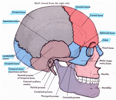 In addition, each human skull has a natural bump on the back of the head. New Photos in Skull Anatomy