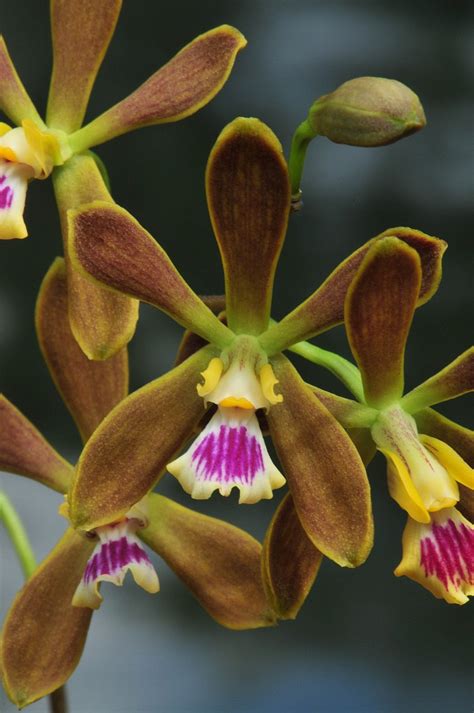 With encyclia boothiana (stenberg and kane 1998). Encyclia tampensis- copy - South Florida Orchid Society