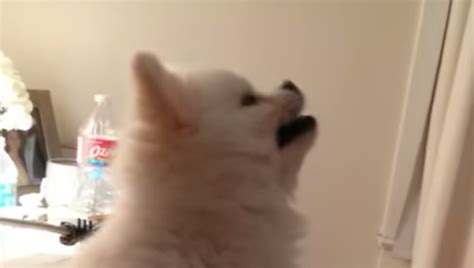 Epic pomeranian puppy sneeze (original). White Wolf : Pomeranian delivers cutest puppy sneeze of all time