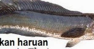 Inilah makanan terbaik berdasarkan survei ke penghobi ikan cupang. Jenis Ikan Yang Boleh Dimakan Ketika Berpantang!