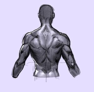 Check spelling or type a new query. How to Draw the Human Back, a Step-by-Step Construction ...