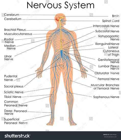 The central nervous system is made up of the brain and spinal cord. Medical Education Chart Biology Nervous System Stock ...