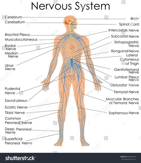 The central nervous system or cns include the brain and spinal cord. Medical Education Chart Biology Nervous System Stock ...
