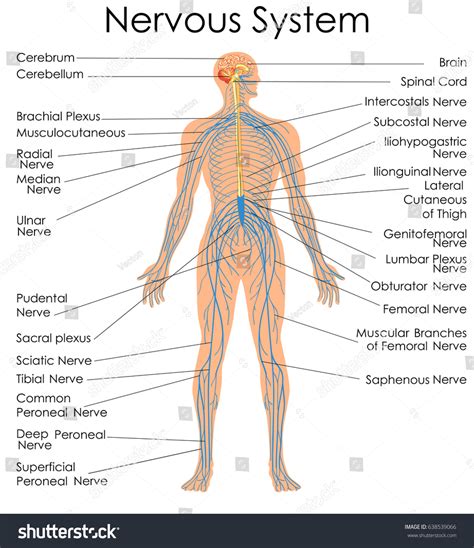 Alex bolano on may 29, 2019 leave a comment! Medical Education Chart Biology Nervous System Stock ...