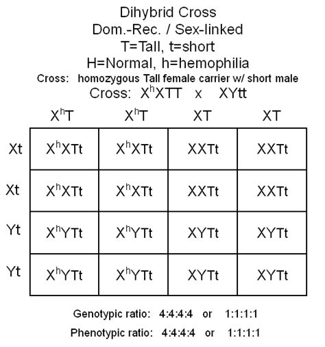 A dihybrid cross tracks two traits. hemophilia for the second sex-linked trait : Biological ...