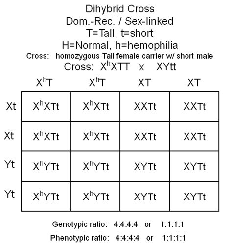 In need of a giant dihybrid cross punnett square? hemophilia for the second sex-linked trait : Biological ...