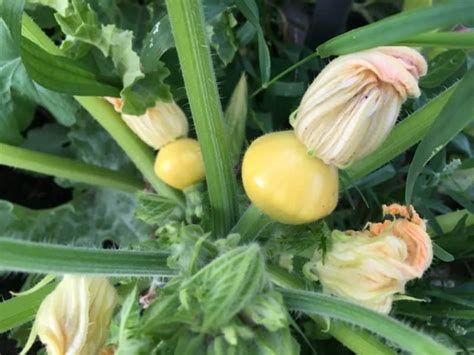 If pests have set up house in your garden, here's what you need to know to get rid of them. Growing Zucchini and Summer Squash | Family Food Garden