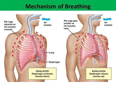 Understanding the anatomy of the rib cage and its position in the body. anatomy lungs relative to ribs - Google Search | Nursing ...