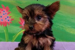 Visit us today and find a. Puppies For Sale - Puppies St Pete - St Petersburg, Fl