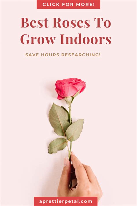 Grow lights can be really. Best Roses To Grow Indoors | Best roses, Growing indoors ...