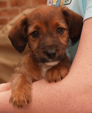 How long does it take to crate train a puppy? How long does it take to potty train a puppy?