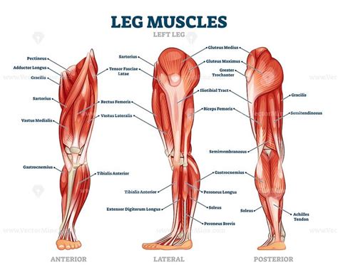 Does cardiac muscle experience fatigue? Leg muscle anatomical structure, labeled front, side and ...