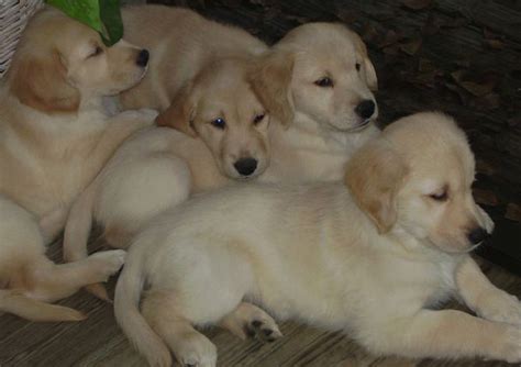 Golden retriever puppies are the cutest things in the world. Paradise Golden Retrievers