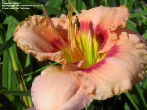 5 more photos view gallery. PlantFiles Pictures: Daylily 'Wild Mustang' (Hemerocallis ...