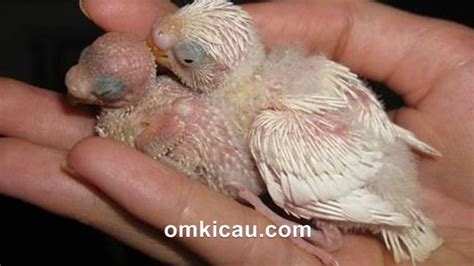 Maybe you would like to learn more about one of these? Bentuk Burung Prit Gantil : Gan Tau Burung Kematian Yang ...