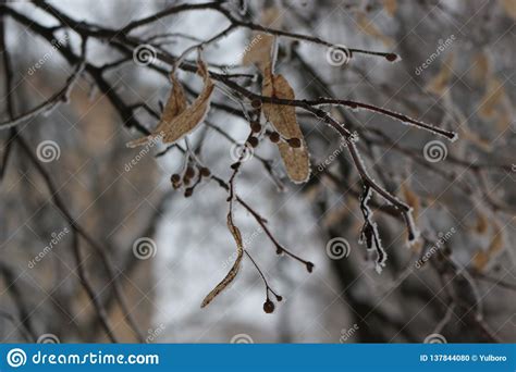 Linden Seeds Hang On A Tree. They Are Covered With Frost. Stock Photo - Image of frozen, linden ...