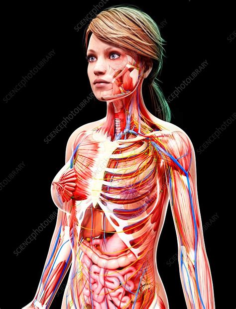 It is broad and flat, its surfaces looking upward and journal of anatomy and physiology. Female anatomy, artwork - Stock Image - F008/0181 ...