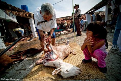 Woman slaughters and butchers a snake. The Goat Slaughter | Vela