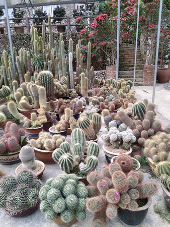 Cactus valley is located in cameron highlands. Cactus Valley (Cameron Highlands) - 2018 ALLES wat u moet ...